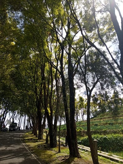 A road winds through a dense row of tall, slender trees with sunlight filtering through the leaves. On the roadside are parked cars and silhouettes of people. To the right of the trees, a cultivated hillside with rows of crops is visible. The trunks of the trees are dark, contrasting with the bright sky glimpsed through the foliage. The scene is a blend of natural and cultivated landscape.