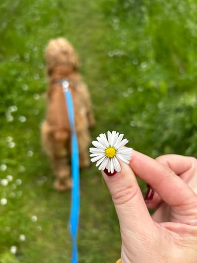 The image depicts a close-up view of a person's hand holding a daisy. The hand has dark red nail polish. In the background, a blurry image of a golden-brown dog on a bright blue leash is visible, walking on a grassy area dotted with small white flowers. The overall setting appears to be outdoors, possibly a park or a garden, with lush green grass. The image does not contain any specific visual cues that would allow for identification of the location as Tczew, Poland.