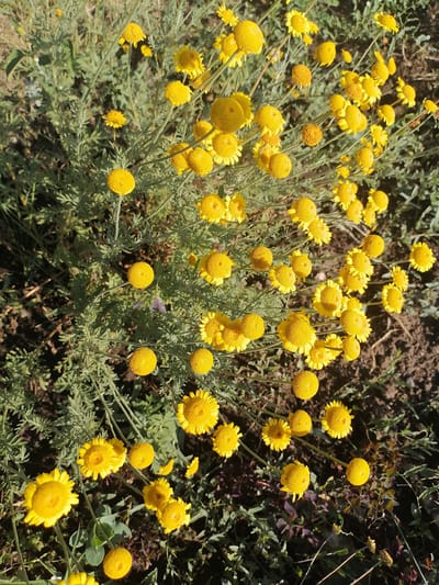 The image shows a close-up, eye-level view of a patch of small, bright yellow flowers with daisy-like petals and spherical centers. The flowers are clustered together on thin, green stems, some of which are arching or bent. The foliage is feathery and green, with some brown earth visible in the background. The lighting suggests it is daytime, with sunlight illuminating the flowers and casting some shadows. The scene appears to be outdoors in a natural or semi-natural setting, possibly a garden or a field. There are no people or animals visible in the image. The location is specified as Kozhokhovo, Kazakhstan, but this information cannot be visually verified from the image itself.