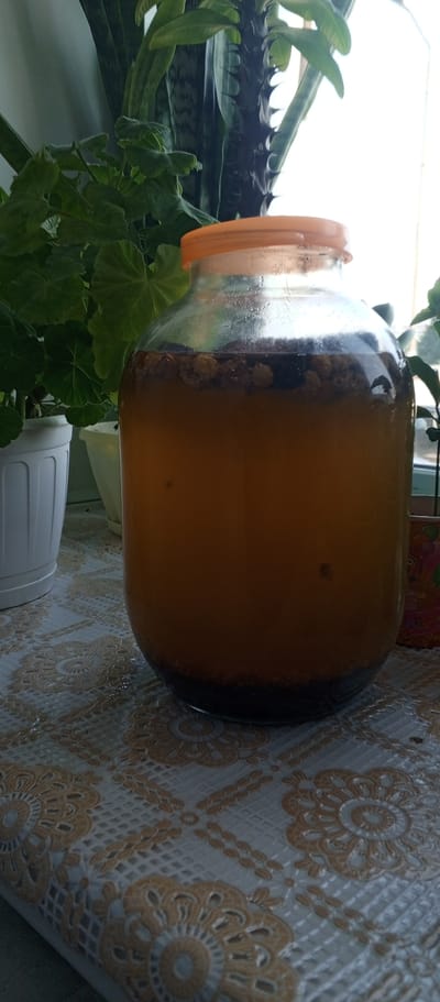 A large glass jar with an orange lid is filled with a dark amber liquid and sediment. The jar sits on a patterned tablecloth on a windowsill. Behind the jar are several houseplants, including a snake plant and a flowering plant with broad green leaves. To the right of the jar, a colorful pot is partially visible. The lighting suggests it is daytime. The scene is indoors, likely in a residential setting. There are no people present in the image, nor any indication of the specific city or location of Ishim, Russia.