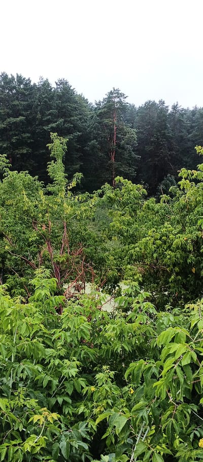 The image depicts a dense, verdant forest scene in Подгорное, Russia. In the foreground, lush green foliage of various trees and bushes dominates the frame, with some branches exhibiting reddish-brown hues. The leaves are predominantly a vibrant green, indicating healthy growth. In the midground, a lighter green area, possibly water or a clearing, is partially visible through the foliage. The background is filled with a dense canopy of dark green coniferous trees, creating a deep, shaded forest environment. A single, tall tree with a reddish trunk stands out amidst the darker trees, reaching towards the overcast sky. The overall impression is one of a natural, somewhat wild, and overgrown forest landscape. There are no people or human activity visible in the image.