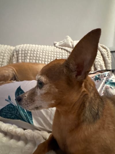 This is a close-up, eye-level, indoor shot of a tan-colored dog with a light-colored muzzle, likely an older dog given the graying fur around its face. The dog is positioned at an angle, with its head and upper body dominating the frame. Its large, pointed ear is prominently featured on the left side of the image. The dog appears to be resting or looking down, with its gaze directed off-camera to the right.

The dog is nestled amongst soft, textured fabrics. Behind and to the left of the dog is a textured, off-white blanket or throw, possibly a woven material. To the right and partially beneath the dog is a light-colored fabric with a repeating pattern of teal-colored leaves and vines, possibly a pillowcase or another decorative fabric. A fluffy, white blanket or throw is also visible to the right of the dog, partially obscuring its body. The background is a plain, light-colored wall, suggesting an indoor setting.

The lighting appears to be soft and ambient, indicating it might be daytime indoors or artificial lighting. There are no specific cues about the time of day or weather. The overall mood is calm and relaxed, with the dog appearing comfortable and at ease. The image does not contain any visible text. The context provided indicates the location is Laikovo, Russia, but this cannot be visually inferred from the image itself.