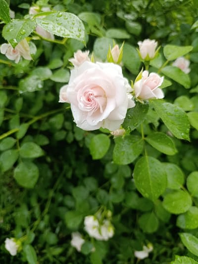 The image is a close-up, vertically oriented photograph of a cluster of pale pink roses with green foliage in what appears to be a garden. The roses are in various stages of bloom, with one fully open rose prominently featured in the center-right of the frame. Water droplets are visible on the petals of the roses and on the leaves, indicating recent rain or dew. The background consists of lush green leaves and other rose buds, creating a soft, blurred effect that draws attention to the main subject. There are no people, animals, or man-made objects depicted in the image. The scene is devoid of any specific identifiable landmarks that would indicate a location within the city of Khorol, Ukraine. The image captures a natural, serene moment in a garden setting.