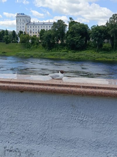 This is a medium-shot, eye-level, outdoor photograph captured on a sunny day. The scene depicts a waterfront with a river in the mid-ground. A single seagull, primarily white with a dark head, is resting on a polished granite ledge that runs horizontally across the frame. The ledge is supported by a textured, light-colored wall in the foreground, which takes up the lower third of the image.
Behind the river, on the opposite bank, is a lush green embankment topped with dense trees. Beyond the trees, a large, light-colored building with many windows is visible. Blue lettering that appears to read "ВИТЯЗЬ" is prominently displayed on the upper section of this building. The sky above is blue with scattered white clouds.
The activity taking place is peaceful, with the seagull at rest and the river flowing gently. The sunlight suggests it is daytime, likely late morning or afternoon. The presence of the building with visible text, along with the known location context of Vitsebsk, Belarus, helps to establish the setting. The overall mood conveyed is one of tranquility and a serene natural environment juxtaposed with urban architecture.