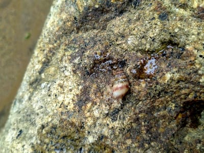 A close-up image of a brown and white snail shell sitting on a wet rock. The snail shell is resting on a rock, and the rock is wet. The rock is brown and grey with white and black spots. The background is blurry. The location is Sambirejo, Indonesia, latitude -7.511, longitude 111.102.