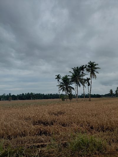 A landscape dominated by a vast, dry field stretches towards the horizon. Several tall palm trees stand near the field's edge, their slender trunks reaching into a cloudy sky. A strip of dense vegetation lines the distant horizon, creating a backdrop to the scene. The muted colors of the field and sky give the image a somewhat somber tone.