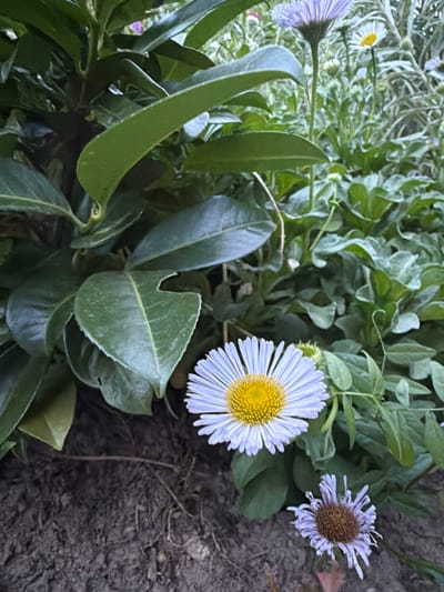 The image shows a close-up view of a garden in Creußen, Germany. In the foreground, a large, white daisy-like flower with a yellow center is in bloom. To the right and slightly lower, a smaller, purple, somewhat wilted flower is visible. The flowers are surrounded by lush green foliage. The ground in the foreground appears to be dark soil with some visible roots. The background consists of more greenery and other small flowers, suggesting a natural setting within a garden or park. There are no people or animals in the frame, and no specific actions or interactions are depicted.