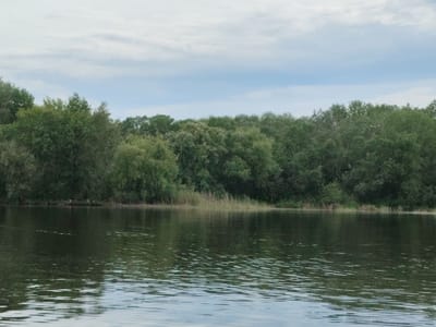 This media file depicts a serene natural landscape, likely a riverbank in Shumeika, Russia. The scene is dominated by a dense, verdant treeline that stretches across the horizon, forming a lush backdrop. The trees appear healthy and mature, with varying shades of green suggesting a mix of deciduous and possibly some coniferous species. Below the trees, a strip of tall, dry grass and reeds is visible, indicating the edge of the water.

The foreground is occupied by a calm body of water, which reflects the overcast sky and the trees on the bank. The water's surface is slightly rippled, creating patterns of light and shadow that add depth and texture to the image. The overall color palette is muted, with dominant greens and blues, suggesting a day with diffused sunlight.

The sky above is filled with clouds, which are a mix of light and dark gray, hinting at a potentially changeable weather pattern. There is no visible text in the image, and no people or specific objects are present to indicate any particular activity or event. The setting evokes a sense of tranquility and natural beauty, possibly captured during the daytime, given the illumination. The overall impression is one of a peaceful, unspoiled natural environment.