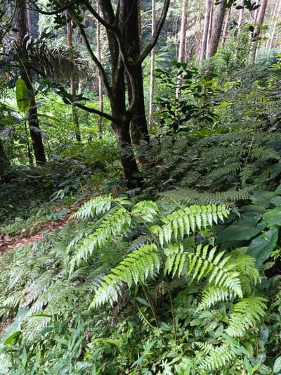 The image displays a dense forest scene located in Desa Mburukulu, Indonesia. The foreground is dominated by vibrant green ferns with distinct pinnate fronds, growing amidst various smaller, leafy plants. To the left, a narrow, unpaved dirt path, partially obscured by foliage and scattered leaf litter, curves slightly into the scene. In the midground, several tree trunks with dark, textured bark rise vertically, contributing to the overhead canopy. The background features a multitude of slender tree trunks and thick green foliage, indicating a mature, heavily vegetated area. The lighting is diffuse throughout the scene, and no individuals, animals, or artificial objects are visible.