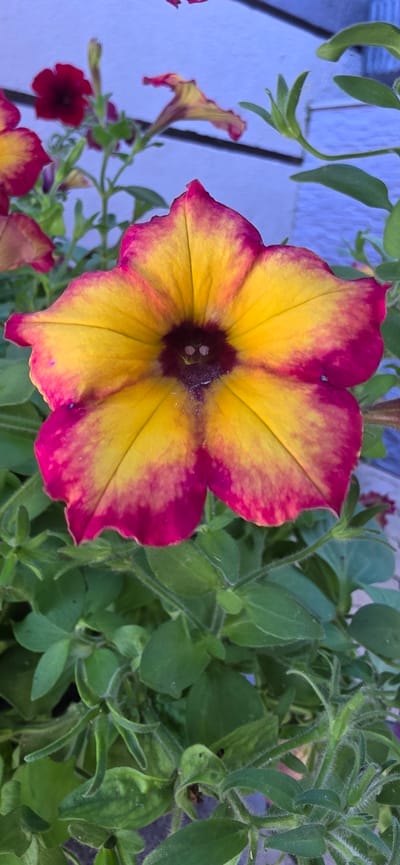 The image captures a close-up, eye-level view of a single, prominently featured bicolored flower, likely a Petunia, in full bloom. The flower exhibits bright yellow petals with distinct magenta-pink edges, fading into the yellow toward the center. The center of the flower is a deep purplish-brown, revealing intricate floral structures such as stamens. Surrounding the main bloom are numerous green leaves and stems, some appearing with fine hairs or fuzz, indicating a herbaceous plant. In the background, partially obscured and out of focus, are additional flowers, some dark red or magenta, and several green buds. The immediate background behind the foliage is a light, muted blue or purple surface, possibly a wall or siding, with faint horizontal lines. The scene is located in the city of Rudozem, Bulgaria. There are no individuals, animals, or direct actions depicted in the frame.