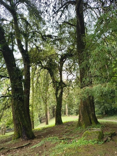 A verdant grove showcases majestic trees aligned in a row. Lush green foliage adorns the branches, filtering sunlight and creating a dappled effect. Thick trunks, covered in moss, anchor the trees to the ground. The forest floor, a mixture of earth and grass, slopes slightly upwards. A sense of tranquility and natural beauty pervades the scene.