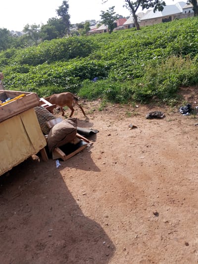 In Galadimawa, Nigeria, a brown goat is seen foraging near discarded furniture and debris on a dirt patch. The goat is positioned in the middle ground, facing left and slightly away from the viewer. In the foreground, a partially visible wooden structure, possibly part of a dismantled cart or stall, is laden with yellow tarp and wicker. Several cushions and planks of wood are scattered around it, indicating a scene of neglect or abandonment. In the background, a lush green hillside is covered with dense vegetation and a few trees. Several residential buildings with white and red roofs are visible on the upper slope, suggesting a semi-urban or peri-urban environment. The ground is composed of dry, reddish-brown soil with scattered pebbles and some patches of green grass. Several pieces of black and white plastic trash are visible on the ground to the right of the goat. The sky is bright and overcast, suggesting a daytime scene.