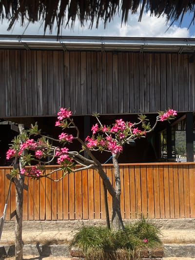 The image depicts a tree with pink flowers in front of a wooden building. The building has a dark wooden exterior and a thatched roof. A wooden fence is visible in front of the building. The ground is covered with sand and grass. The scene appears to be outdoors, possibly in a tropical location. The image is taken from a low angle, looking up at the tree and building. There are no people or animals visible in the image. The sky is cloudy. The location is Kertasari, Indonesia.