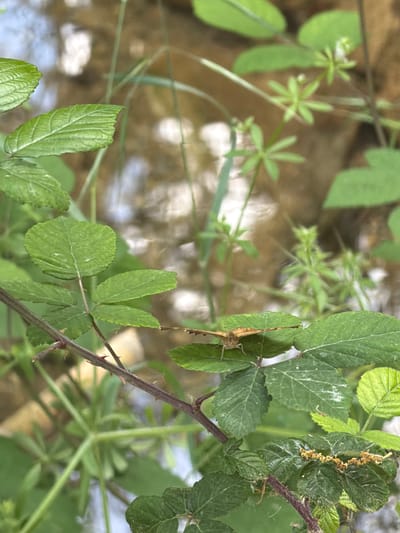 The image, likely taken in Sant Martí Sarroca, Spain, features a close-up view of flora, predominantly green foliage. A thorny bramble branch traverses the scene. A butterfly is perched on one of the leaves. The background is a blurred mix of vegetation and a body of water or stream.