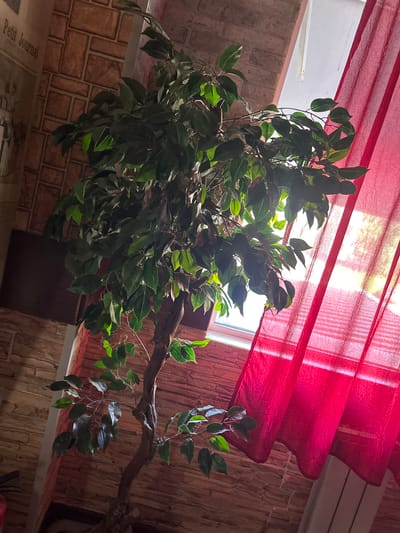 The image shows an indoor scene with a large artificial ficus tree as the main subject. The tree has dark green leaves and a prominent, gnarled branch extending across the frame. Behind the tree, a window is visible, partially obscured by a red textured curtain that drapes in folds. Sunlight filters through the curtain, casting striped patterns of light and shadow. The background features a brick-patterned wall and a white horizontal element, possibly a shelf or windowsill. In the lower left corner, a portion of a newspaper or magazine is visible with the text "Petit Journal" printed on it. The lighting suggests it is daytime, with natural light coming from the window. The overall setting appears to be a domestic or office interior. There are no people or specific activities depicted in the image. The location is identified as Arkhangelsk, Russia, but there are no direct visual cues in the image to confirm this specific location.