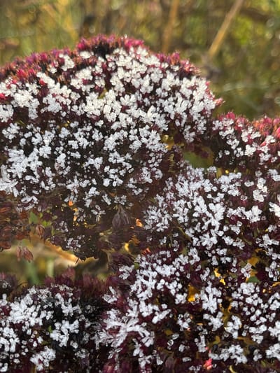 The image displays a close-up, macro-level view of a plant with dried, dark reddish-purple flower or seed heads, densely covered in sharp, white crystalline frost particles. These ice formations are prominent across the entire visible plant surface. The background is out of focus, exhibiting blurred shades of green and yellowish-brown, indicative of natural vegetation under natural lighting conditions. There are no individuals, animals, or discernible actions or interactions depicted. The scene is located in Strigailiškis, Lithuania.