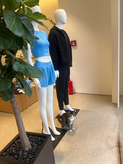 A tabby cat sits on the floor in front of two mannequins in a store. The mannequin on the left is female and wears a blue crop top and blue shorts. The mannequin on the right is male and wears a black hoodie and black pants. A potted plant with large green leaves is to the left of the female mannequin. A fire alarm is mounted on the wall behind the mannequins. A red fire extinguisher stands to the right of the male mannequin. The floor is carpeted. The background is a plain wall.