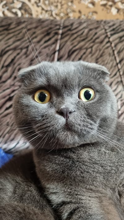 A close-up, head-on shot of a grey Scottish Fold cat is captured. The cat's large, round, yellow eyes, dilated to nearly fill their irises, dominate the frame, conveying a sense of surprise or alertness. Its ears are folded forward, characteristic of the breed. The cat's fur is short and dense, with individual whiskers visible radiating from its muzzle and above its eyes. The background is out of focus, featuring a textured surface with a brown and black striped pattern, resembling upholstery or fabric. A hint of a blue object is visible on the left side of the image, partially obscured. The image appears to have been taken indoors, with soft lighting illuminating the cat's face. There is no information about the city of Vysokoe, Russia, in the provided image or its crops.