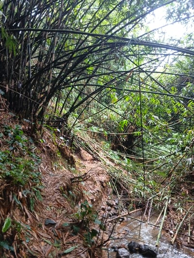 This image depicts a dense bamboo forest environment in Situm, Papua New Guinea. The scene features a steep, muddy earth bank on the left, covered with fallen bamboo leaves, detritus, and small green foliage. To the right, numerous dark green and brown bamboo stalks form a dense canopy overhead and on the lower slope, with many stalks angled across the frame. A small, shallow stream with flowing, murky water and visible rocks occupies the lower right portion of the image. No individuals or man-made structures are present. Natural daylight filters through the dense bamboo canopy, illuminating the upper and mid-ground. The overall environment appears damp and overgrown.