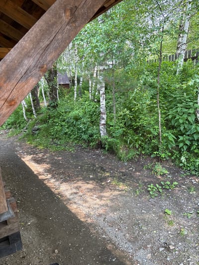 A dirt path, shaded by a wooden structure, leads into a dense forest. The path is strewn with small rocks and pebbles. To the right of the path, a thick undergrowth of green plants, including birch trees with white bark, thrives. A weathered wooden fence is visible in the background, marking the edge of the forest. In the distance, a small, dark wooden shed with a slanted roof can be seen amongst the trees. The scene appears to be a natural, outdoor environment, possibly a rural area or the outskirts of a town. The location is identified as Bol'shaya Rechka, Russia.