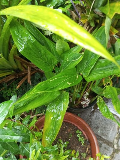 A close-up shot reveals lush green plants, their leaves glistening with moisture. Some leaves display variegated patterns, while others are plain. The plants are potted in terracotta and black plastic containers. The composition emphasizes the textures and shades of green, conveying a sense of freshness and natural vitality. The background includes hints of other foliage and a glimpse of a stone surface.