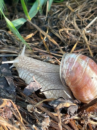 A snail with a light brown and white shell is prominently featured in a close-up shot, navigating through dried grass and leaves. A single blade of green grass is visible on the left side of the frame. The location is inferred to be Makariopolsko, Bulgaria. The scene focuses on the snail's interaction with its immediate environment.