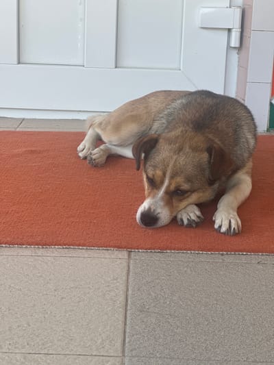 A tan and brown dog is lying on an orange doormat in front of a white door. The dog's head is resting on its paws, and its eyes are partially closed. The doormat is on a tiled floor. The white door appears to be a threshold to a building. The scene is outdoors, possibly on a porch or entryway. The location is the city of Makiv, Ukraine.