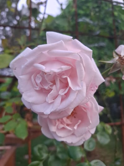 A close-up, vertically oriented shot features two light pink roses with layered petals. The upper rose is more prominent, with its center slightly obscured by tightly furled petals. The lower rose is partially visible beneath the upper bloom. The roses are set against a blurred background of green foliage and a rustic wire fence. The overall lighting suggests an overcast day. The image was captured in Ernzen, Luxembourg.