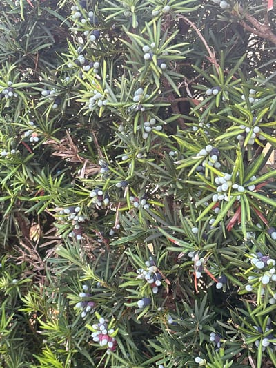 An outdoor close-up, eye-level shot shows a dense evergreen shrub with numerous clusters of round, blueberry-like berries. The berries are a mix of pale green, light blue, and deep purple. The shrub's needles are long, slender, and dark green with lighter green edges, and some dried brown needles are visible. The background is obscured by the foliage, suggesting the image was taken within a garden or natural setting in Delray Beach, United States of America. No people or animals are present in the image.