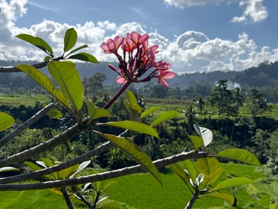 In Sidemen, Indonesia, a cluster of pink Plumeria flowers is in bloom, set against a backdrop of lush green rice terraces and rolling hills. The flowers, with their delicate petals tinged with yellow at the center, are the primary subject in the foreground, appearing to be part of a branch that extends from the lower left of the frame. Several green leaves, some with a slight yellowing, are also visible on the branch. The background reveals the verdant landscape characteristic of Sidemen, with terraced rice paddies forming a vibrant green carpet. In the distance, the undulating hills are covered with a dense forest, and the sky above is a bright blue, dotted with fluffy white clouds. The lighting suggests it is daytime, with sunlight illuminating the scene and casting shadows, highlighting the textures of the leaves and flowers. There are no people visible in the image, and the scene is one of natural beauty and tranquility.