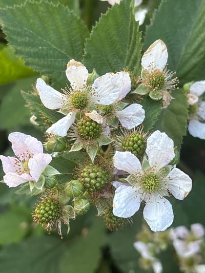 The image depicts a cluster of developing blackberries and their white flowers against a backdrop of green foliage. Several unripe, green berries are visible, clustered tightly together. These berries are surrounded by white or pale pink flowers, some of which appear slightly wilted or aged, with brown edges on their petals. The flowers have numerous thin stamens radiating from a central green receptacle. The leaves are a deep green and have serrated edges. The lighting suggests an outdoor, natural setting, possibly a garden or wild growth. The image does not contain any people or specific architectural elements to indicate a location within Bochmanivka, Ukraine.