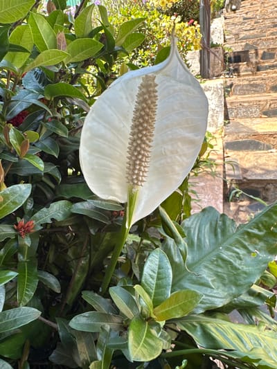 A close-up, eye-level shot features a white Peace Lily flower prominently in the foreground, its spathe unfurling to reveal a beige spadix. The flower is surrounded by lush green foliage, with some leaves showing a slight sheen. To the right of the flower, a stone staircase, weathered and worn, ascends into the background. The steps are irregular in size and made of various dark stones, interspersed with concrete. The setting appears to be an outdoor garden or courtyard in Ia Hru, Vietnam. Sunlight illuminates the scene, creating highlights on the leaves and casting shadows on the stairs. No people are visible in the image.