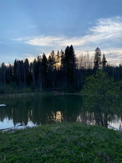 The image shows a serene scene in Баклуши, Russia. A body of water, likely a lake or pond, reflects the sky, trees, and the sun setting. The left side of the frame features a clear, blue sky with wispy clouds. Dense, dark forest line the edge of the water, with taller trees. The water's surface is mostly calm, creating reflections of the forest and sky. The right side of the image shows a grassy area, with vegetation that appears wild and unkempt. There are no people visible in the shot.