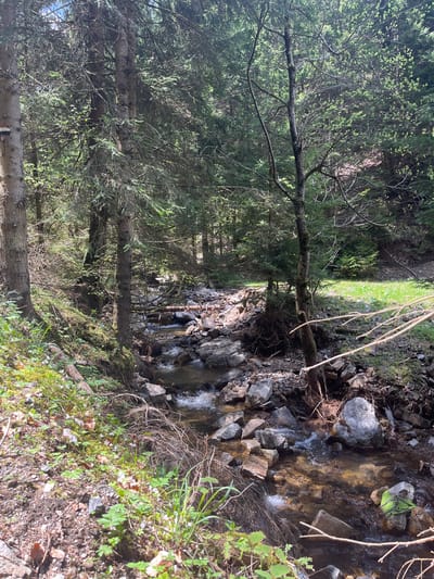 The image depicts a stream flowing through a forest landscape. The location is likely in the vicinity of Drianovo, Bulgaria, based on the user's request. The scene is characterized by dense trees on either side of the stream. The stream bed consists of rocks and water, with evidence of small waterfalls or rapids. There is green vegetation, including grass and moss, along the stream bank and among the trees. A branch appears to stretch horizontally across the image. A green object sits in the stream. No people are visible in the image.