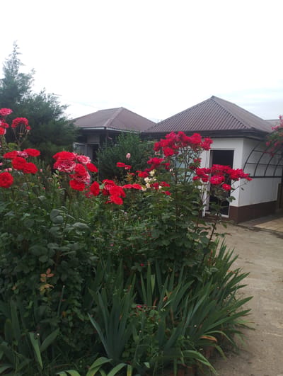The image shows a front yard scene with a house and a garden full of red roses. The house has a dark brown, corrugated metal roof and white walls with a brown base. One section of the house has an arched trellis structure. In front of the house, a dense bed of red roses is in full bloom, with some white roses and other greenery interspersed. There are also some spiky green plants in the foreground. The sky is overcast, suggesting a cloudy day. The setting appears to be a residential area, possibly a rural or suburban location, given the greenery and the style of the house. There is no activity or event taking place, and no people are visible. The overall mood is peaceful and serene, highlighting the beauty of the garden. There is no visible text in the image. The location context is Kasumkent, Russia.