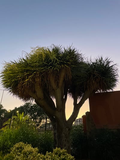 The image captures a dragon tree in La Línea De La Concepción, Spain, during dusk. The tree, with its distinctive thick, woody trunk and a crown of spiky, sword-like leaves, is the central focus. The sky above transitions from a pale blue at the top to a soft orange and yellow hue near the horizon, indicative of sunset. Lush green foliage and bushes surround the base of the tree. A dark metal fence runs horizontally across the midground, behind which are glimpses of other trees and some urban structures, including buildings and streetlights, illuminated in the fading light. To the right, a textured, reddish-brown wall is visible, adding a contrasting color and material element to the scene. The overall atmosphere is serene, with the natural elements of the dragon tree and vegetation set against a backdrop of the encroaching twilight and hints of the urban environment.