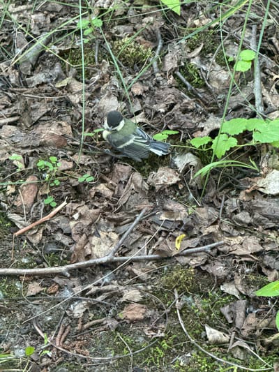 A bird is perched on the forest floor in Obukhiv, Ukraine. The bird is small with a black head, white cheeks, and greenish-yellow plumage on its body. It is surrounded by fallen leaves, twigs, and moss. The scene is natural and appears to be in a wooded area. There are no people or man-made objects visible in the image.