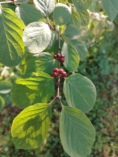 The image shows a close-up of a branch with green leaves and small red berries. The branch is positioned diagonally from the top left to the bottom right of the frame. The leaves are ovate with visible veins and a slightly fuzzy texture. Sunlight illuminates some of the leaves from behind, creating bright highlights and casting shadows. A cluster of small, round, dark red berries is visible on the branch, just to the right of the center. The background is a blurred green foliage, suggesting an outdoor natural setting. The image was taken in Stroitel', Russia.