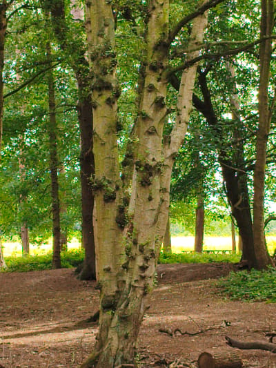 The image depicts a forest floor with several trees. In the foreground, a prominent, textured tree trunk with multiple branches splits into two main sections. The ground is covered in brown soil, scattered leaves, and a few fallen branches, including a log in the lower right corner. Dappled sunlight filters through the foliage, casting shadows on the ground. In the midground and background, more trees with green leaves create a dense woodland setting. A bright, sunlit area with green vegetation is visible further in the background, suggesting an opening or clearing in the forest. There are no people or animals visible in the image. The scene is likely within the grounds of the Rugby School in Rugby, United Kingdom, given its historical connection to the local landscape.