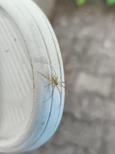 A small, light-colored spider with dark markings is perched on the edge of a white, textured object, possibly a plastic rim or container. The spider has long, thin legs and a segmented body. The background is blurred and consists of neutral tones, suggesting an outdoor or out-of-focus environment. There are no people or discernible landmarks indicating a specific location in Triberg im Schwarzwald, Germany.