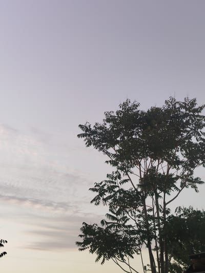The image depicts a silhouetted tree against a pale, overcast sky. The tree's branches are sparsely leafed, with dark green foliage creating a textured canopy. Thin clouds streak horizontally across the sky, suggesting either a sunrise or sunset. The lower portion of the image shows faint hints of structures, possibly rooftops, partially obscured by the tree and darkness. The scene appears to be an outdoor environment in Aravan, Kyrgyzstan, with the muted colors and soft light creating a tranquil atmosphere. There are no people visible in the image, and no specific actions or interactions are taking place.