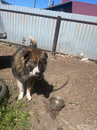 A medium-sized, fluffy dog with blue eyes and brown and white fur stands on a dirt ground, its tongue sticking out. The dog is tethered by a chain to a metal pole. A metal bowl of water is on the ground near the dog. In the background, there is a corrugated metal fence, a section of a red-tiled roof, and green foliage. The scene appears to be in a rural or semi-rural setting, possibly a backyard, in Zudilovo, Russia. The lighting suggests it is daytime with clear skies.