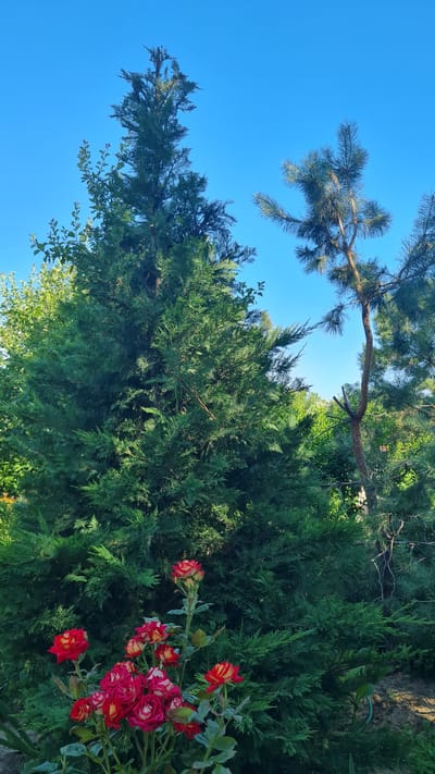 This image depicts a close-up view of lush green foliage and vibrant red and yellow roses against a clear blue sky. The scene is oriented vertically, with the sky occupying the upper portion and the plants filling the lower and right-hand sides. A pine branch extends from the top left, its needles silhouetted against the bright sky. Beneath it, a dense evergreen shrub, possibly a cypress or juniper, dominates the frame. To the right, a cluster of roses in full bloom displays a striking gradient of deep red at the edges of the petals, transitioning to a warm yellow towards the center. The roses are on delicate stems with green leaves. The overall impression is one of a vibrant garden on a sunny day. The bright, cloudless sky suggests it is daytime, likely late morning or afternoon, with good weather conditions. The presence of diverse greenery and blooming roses indicates a garden setting, possibly in a residential area or park. The location context provided is Bilhorod-Dnistrovskyi, Ukraine, which aligns with the temperate climate suitable for such flora. No people, objects, or visible text are present in the image.