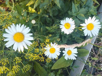 The image shows a close-up view of several white daisies with yellow centers, growing amongst green foliage and small yellow flowers. One daisy is in the foreground on the left, partially cropped. Three other daisies are visible to the right of it, one larger and two smaller. Some of the daisies are in full bloom, while others appear to be buds or partially opened. The background consists of lush green leaves and stems, with some dried grass or stalks. The overall impression is that of a garden or natural setting, possibly in the city of Sarykol, Kazakhstan, given the context. There are no people or animals present in the image.