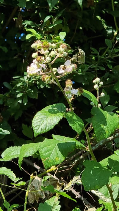 The image captures a close-up view of a blackberry plant in bloom, set against a backdrop of lush green foliage. Several clusters of small, white flowers and developing green berries are visible on a thorny stem. One white flower has a bee actively pollinating it. The leaves of the blackberry plant are large, serrated, and textured, with some exhibiting a slightly wilted appearance. The surrounding vegetation is dense and dark green, suggesting a natural, possibly shaded environment. The scene is devoid of any human presence or structures. The lighting indicates it is daytime, with sunlight filtering through the leaves, creating dappled shadows. There is no specific indication of the city of Sant Joan les Fonts, Spain, within the image itself.