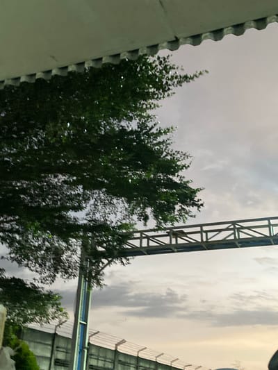 A medium shot shows a large tree with dark green foliage on the left side of the frame. The tree's leaves are speckled with small white or light-colored highlights, possibly due to water droplets or light reflections. Above the tree, a section of a light-colored, possibly concrete, overhang with a decorative, wave-like edge is visible. A metal overpass structure with a diamond-shaped mesh pattern extends horizontally across the middle of the image, passing behind the tree. A tall, blue-and-silver pole or support structure for the overpass is visible to the left of the tree. In the background, a grey, overcast sky is present. Below the overpass, a metal fence with a ridged pattern runs horizontally across the lower portion of the frame, with some greenery visible at the very bottom left. The scene appears to be outdoors, possibly in an urban or suburban setting, in Gambut Barat, Indonesia, during daylight hours, though the lighting suggests it might be dusk or dawn. There are no people or animals visible in the image.