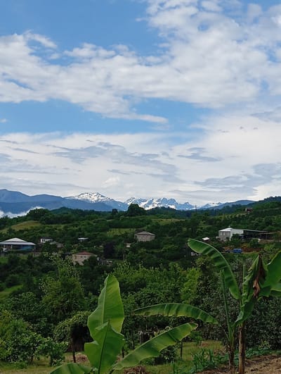 A scenic view of Bagazhvyashta, Abkhazia, features a landscape dotted with houses nestled amongst lush green trees and rolling hills. In the distance, majestic snow-capped mountains pierce the sky, their peaks dramatically contrasting with the soft white clouds drifting across a clear blue sky. The foreground of the image is dominated by the broad, green leaves of banana plants, their large fronds reaching towards the viewer. The overall scene depicts a tranquil rural setting under a partly cloudy sky.