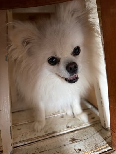 A fluffy white dog is sitting on a wooden floor under what appears to be a table or chair. The dog is looking towards the camera with its mouth slightly open, revealing its pink tongue and white teeth. Its ears are perked up, and its dark eyes are bright. The floorboards are aged and have a distressed look, with some dark specks or debris visible. The lighting suggests an indoor setting, possibly a home or a rural dwelling in Папярнянскі сельскі Савет, Belarus.