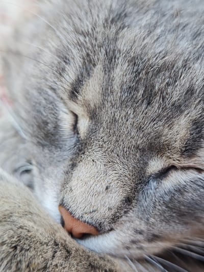 A very close-up, low-angle shot focuses on the sleeping face of a gray tabby cat. The cat's fur is rendered in soft detail, with shades of gray and black creating a striped pattern. Its eyes are closed, and its nose, a light pinkish-orange color, is visible, nestled against its paw. The overall impression is one of peaceful slumber. No specific location in Parkhomivka, Ukraine, is depicted.