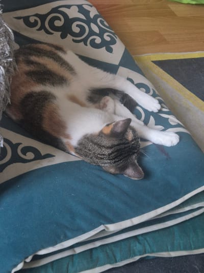 A calico cat is curled up asleep on a patterned pillow. The cat's fur is a mix of white, black, orange, and brown, with distinctive tabby markings on its back and tail. Its eyes are closed, and it appears to be in a deep sleep. The pillow is teal with a white geometric pattern of swirls and diamond shapes. The cat is lying on its back with its paws in the air. In the background, a wooden surface with a yellow stripe and a gray area are visible. The scene appears to be indoors, possibly in a home setting in Kostanay, Kazakhstan. The lighting suggests it could be daytime, but no specific time is evident. The overall mood is peaceful and serene, as the cat is comfortably resting. There is no visible text in the image.